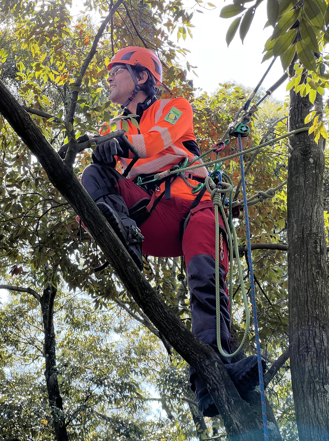 Tomo al lavoro su un albero con attrezzatura da tree climbing